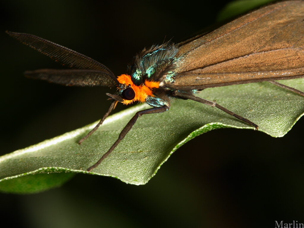 Virginia Ctenucha Moth 