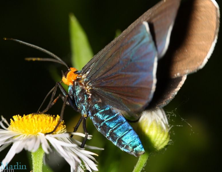 Virginia Ctenucha Moth