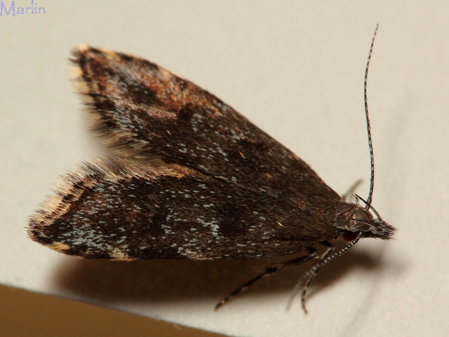 Concealer Moth