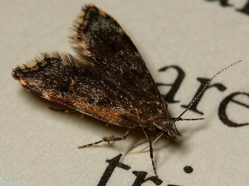 Concealer moth