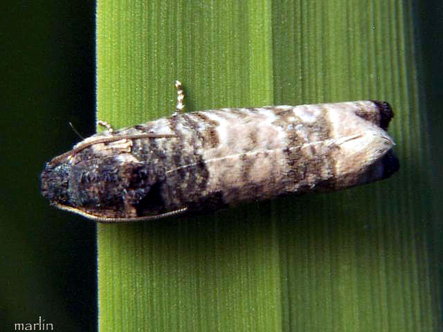 Tortricid Moth dorsal