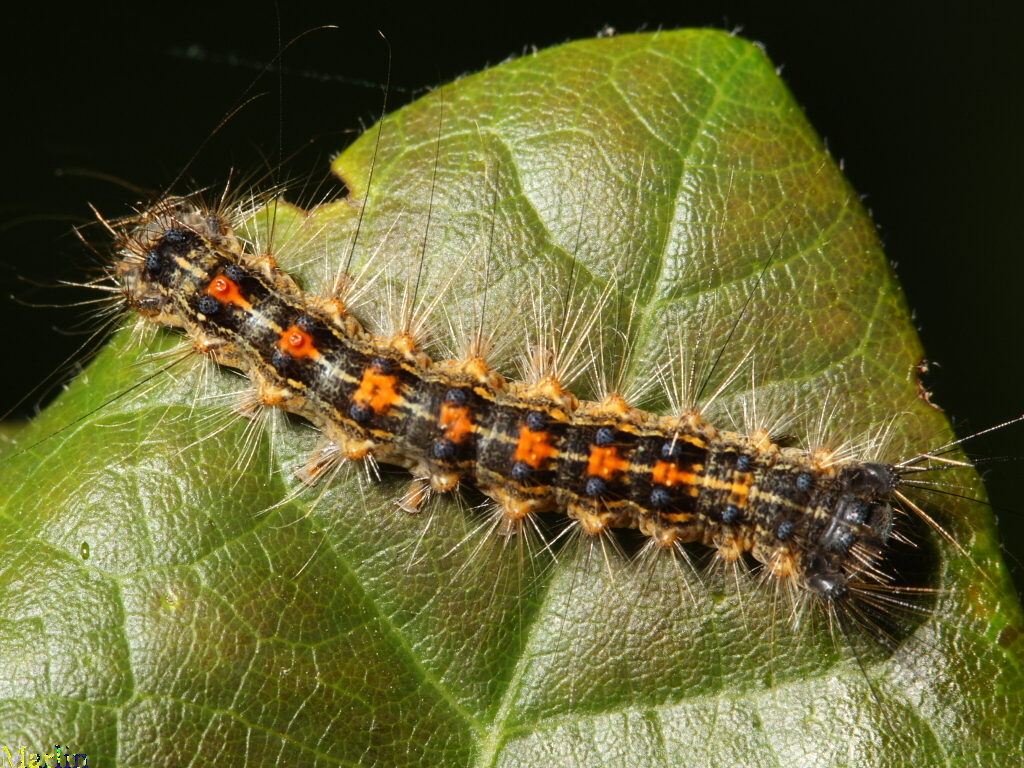 european gypsy moth