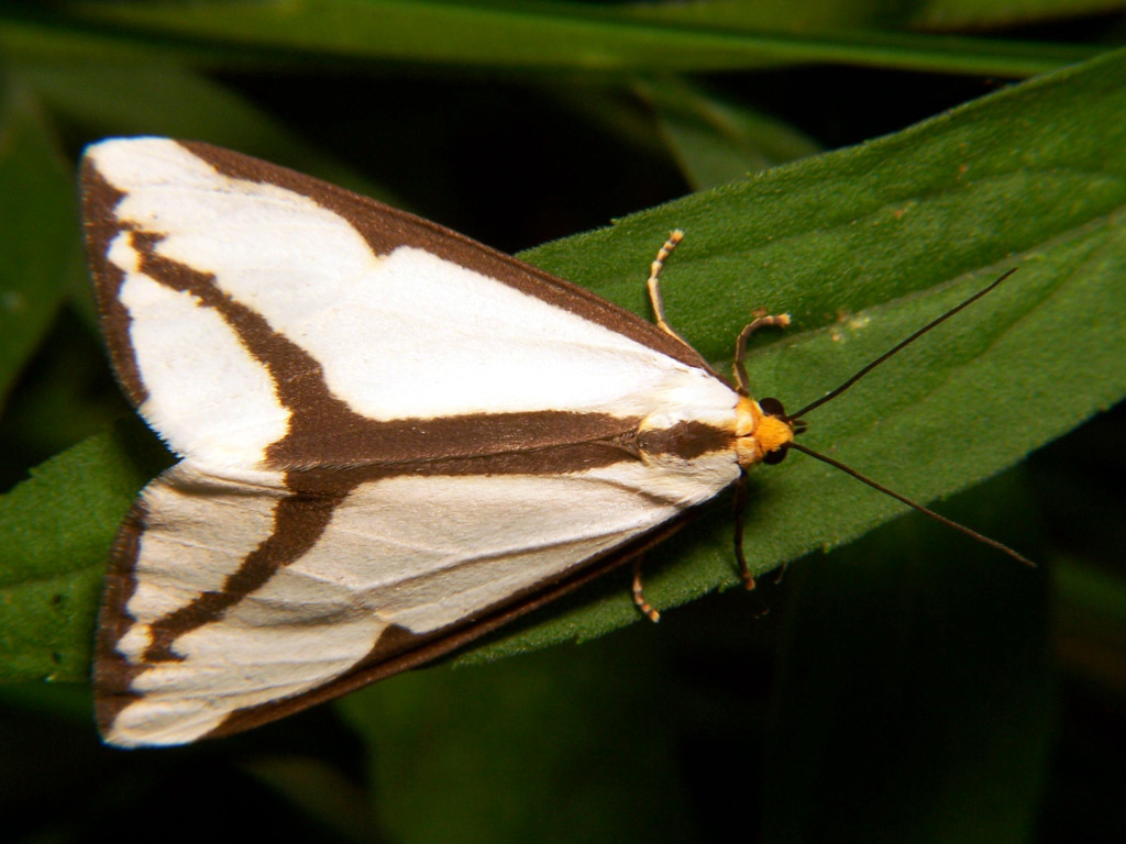 Haploa Moth - Haploa lecontei