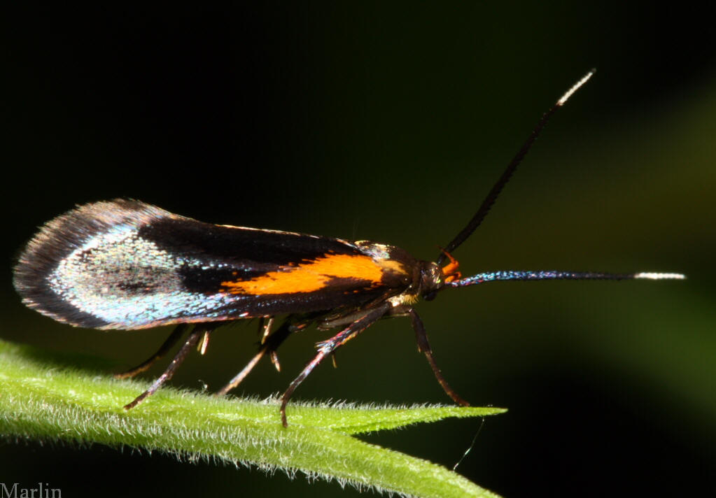 Concealer Moth