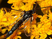 Lesser Peachtree Borer - Synanthedon pictipes
