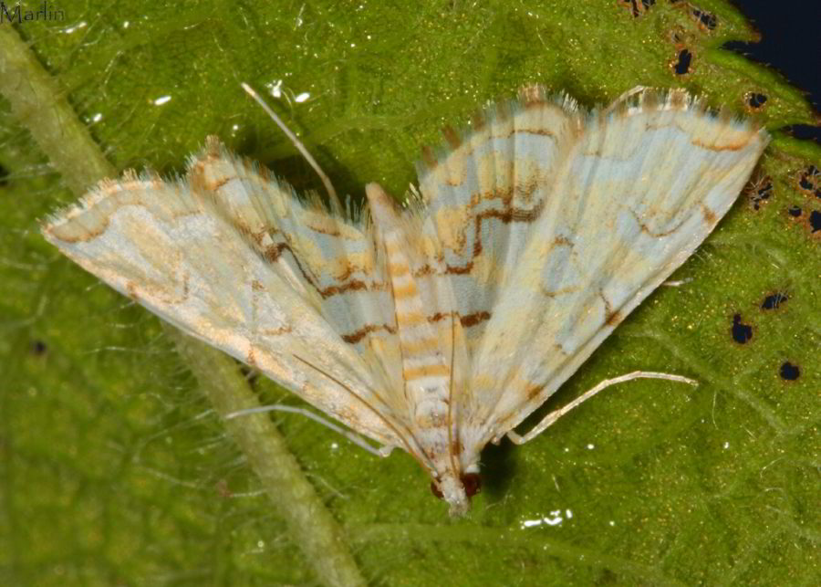 Pondside Pyralid Moth