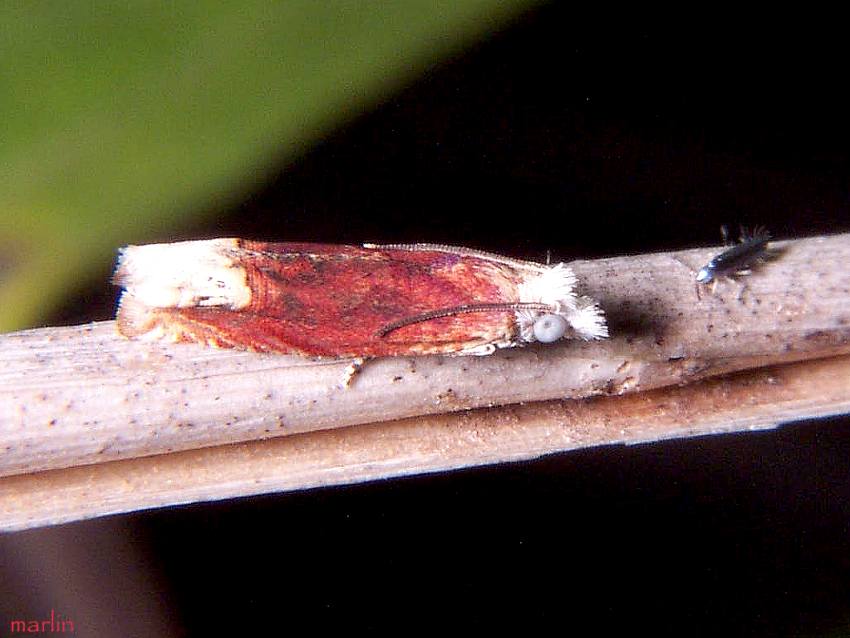 Tortricid Moth - Phaneta raracana 