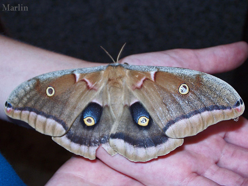 Polyphemus Moth Adult