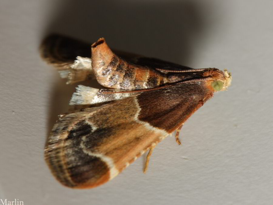 Pyralis farinalis - Meal Moth