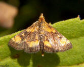 Orange Spotted Pyrausta Moth
