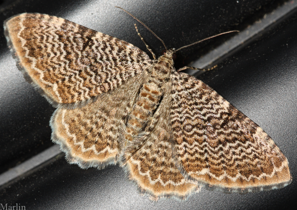 Rheumaptera undulata