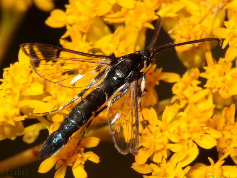 Lesser Peachtree Borer