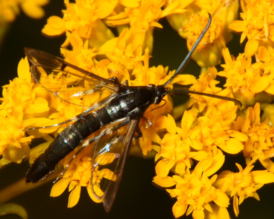 Lesser Peachtree Borer - Synanthedon pictipes