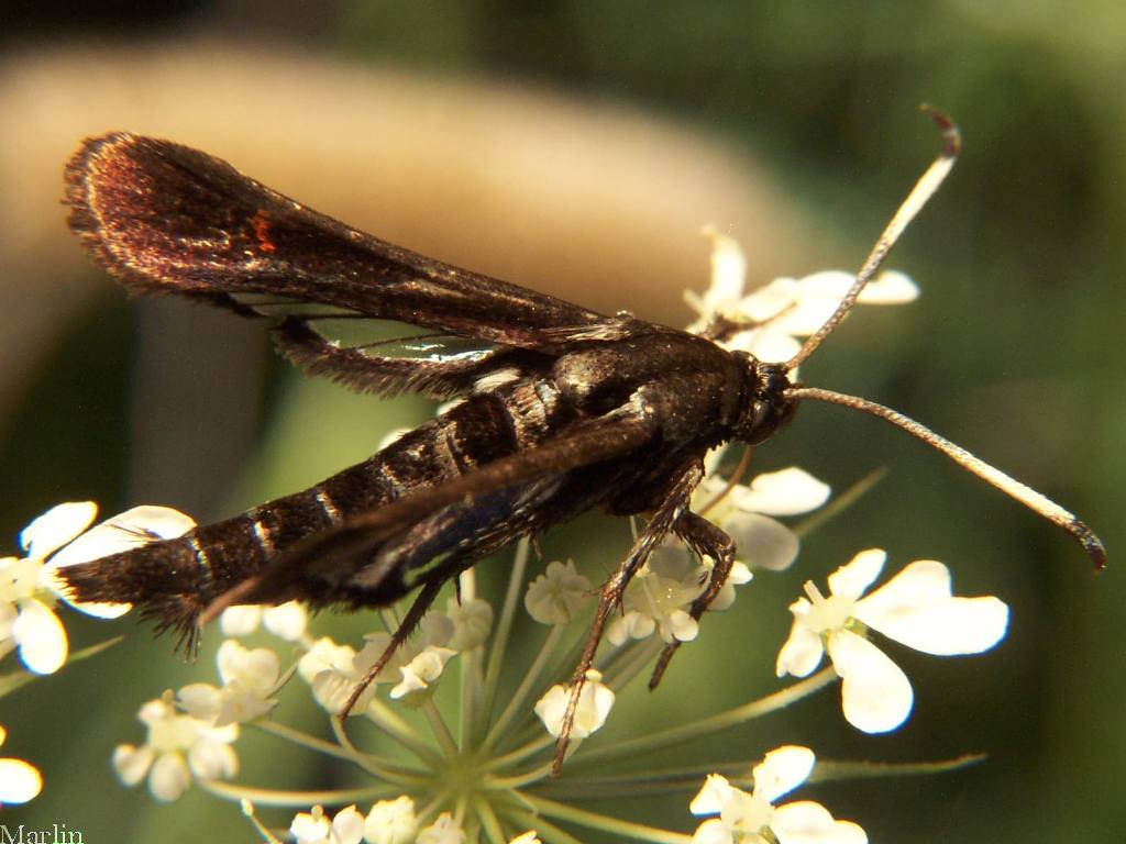 Virginia&nbsp;Creeper&nbsp;Clearwing