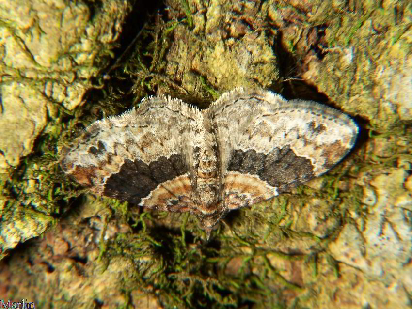 Red Twin Spot Moth - Xanthorhoe ferrugata