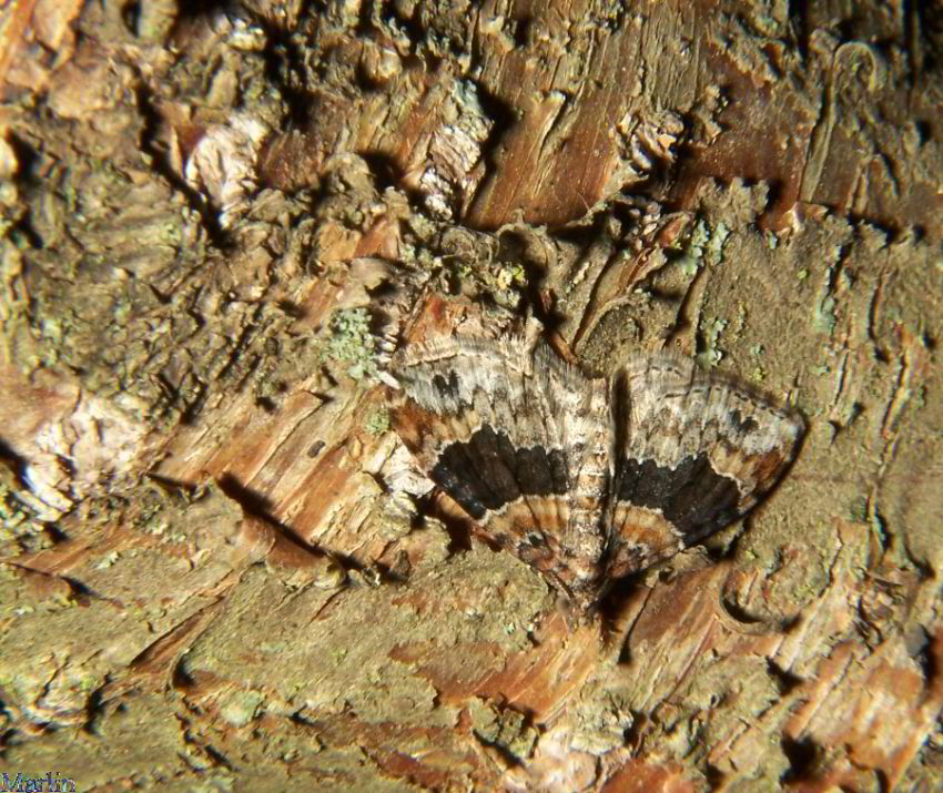 Red Twin Spot Moth - Xanthorhoe ferrugata