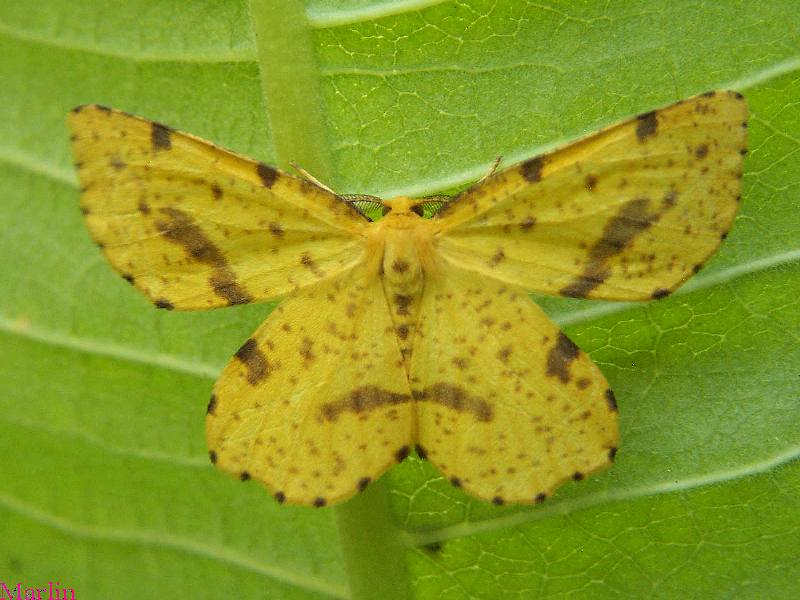 False Crocus Geometer Moth