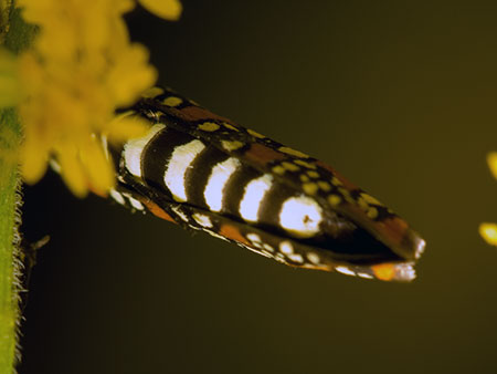 Ailanthus Webworm Moth