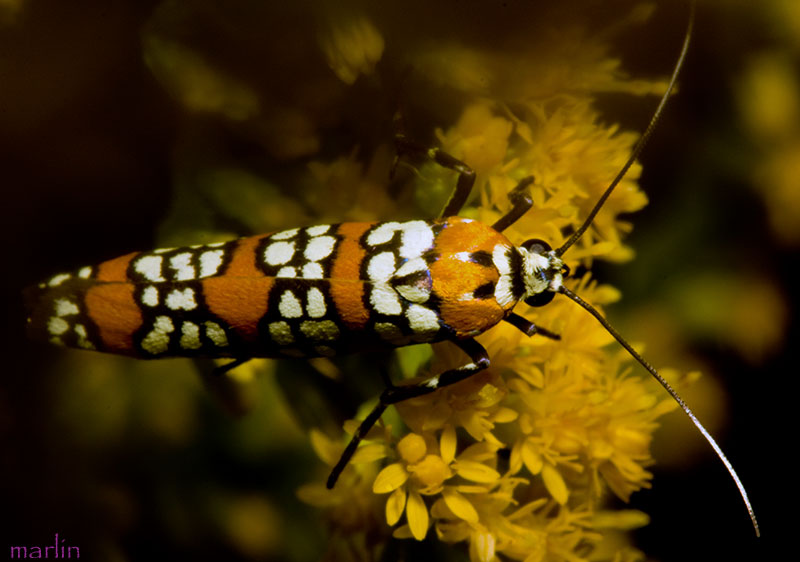 Ailanthus Webworm Moth