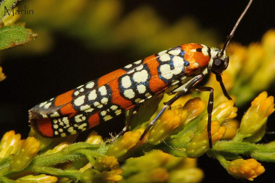 Ailanthus Webworm Moth