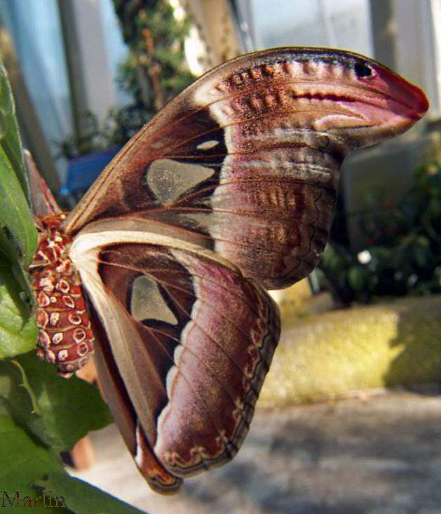 Atlas Moth - wings, underside