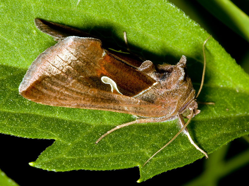 Celery Looper Moth