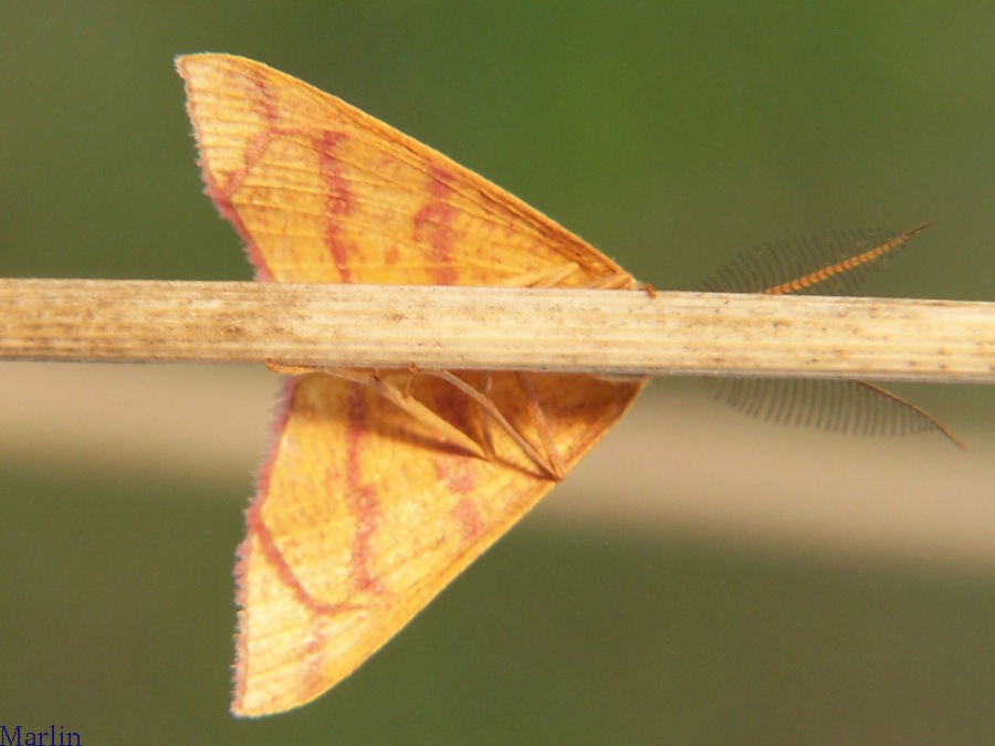 Chickweed Geometer Moth
