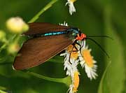 Virginia Ctenuchid Moth