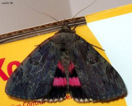 Darling Underwing Moth - Catocala cara