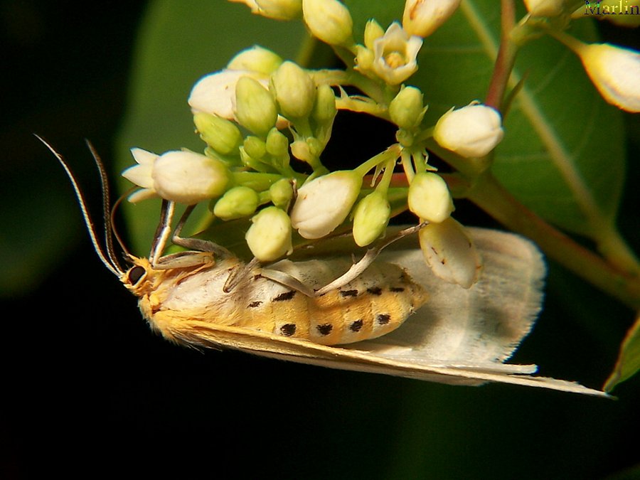Delicate Cycnia Moth
