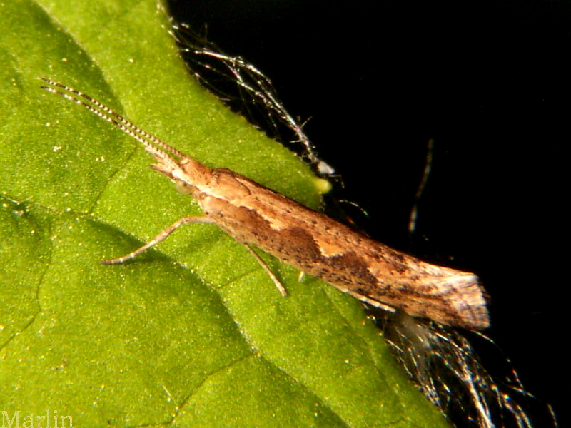 Image: Diamondback Moth
