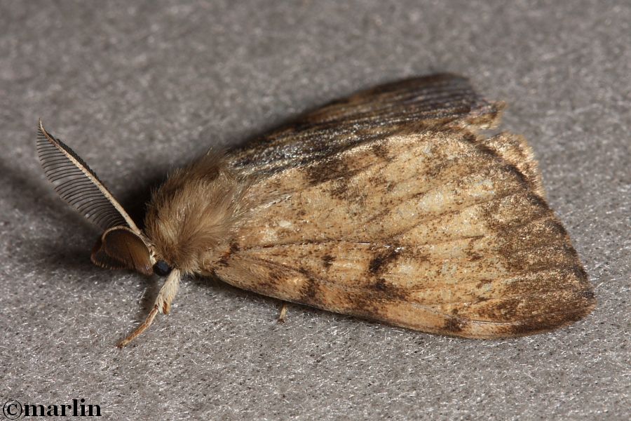 Gypsy moth male