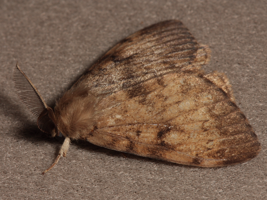 Gypsy Moth - Lymantria dispar