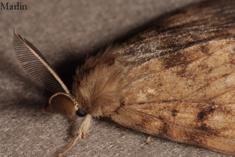 Gypsy Moth - Lymantria dispar