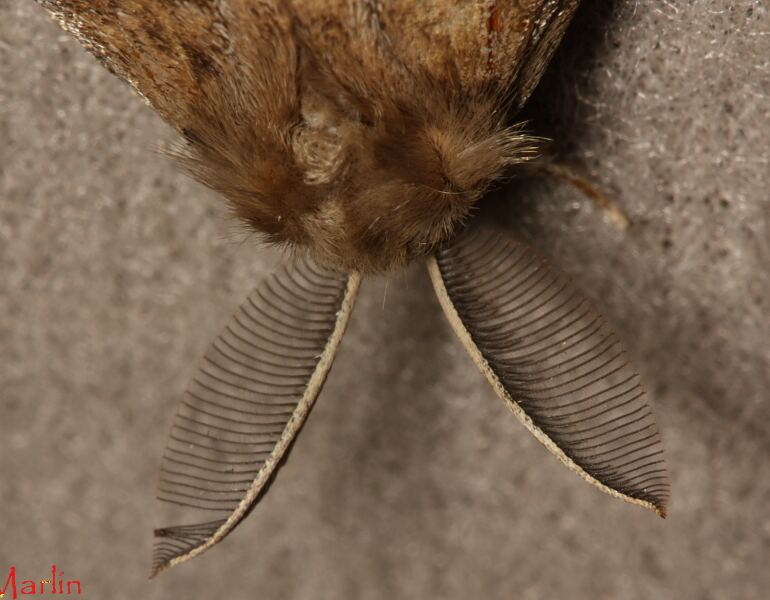 Gypsy Moth Antennae