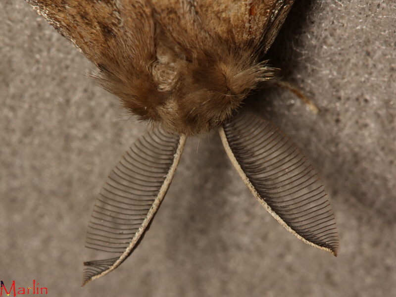 Gypsy Moth - Lymantria dispar