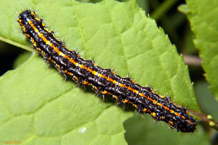 Haploa Moth Caterpillar