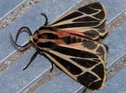 Harnessed Tiger Moth