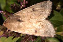 Corn Earworm Moth