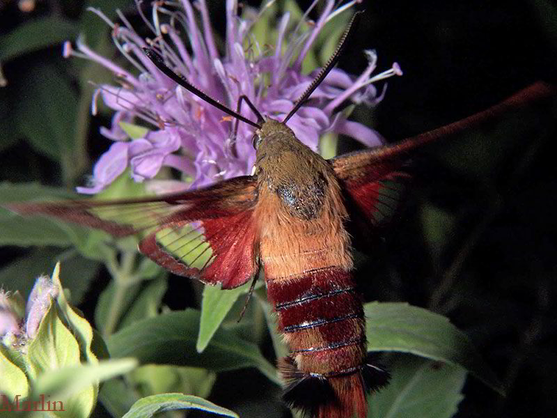 hUMMINGBIRD cLEARWING mOTH