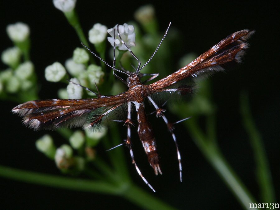 Himmelman's Plume Moth