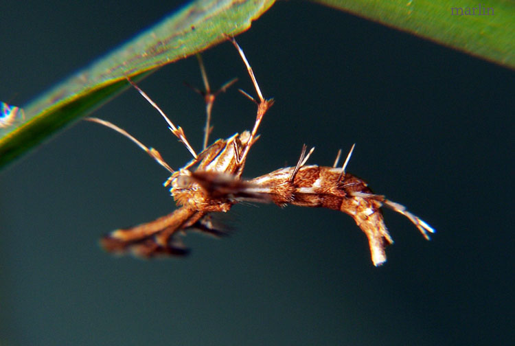 Himmelman's Plume Moth