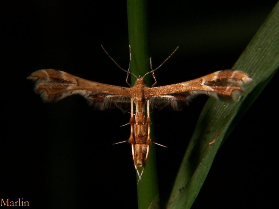 Himmelman's Plume Moth