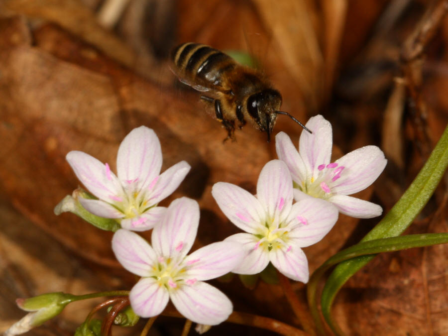 Honey Bee - Apis mellifera