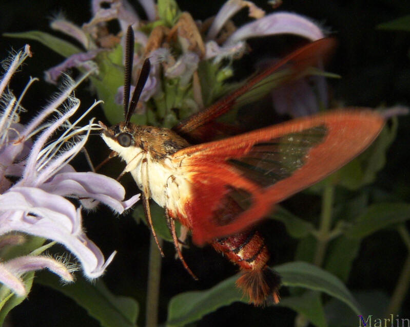 Hummingbird Clearwing Moth