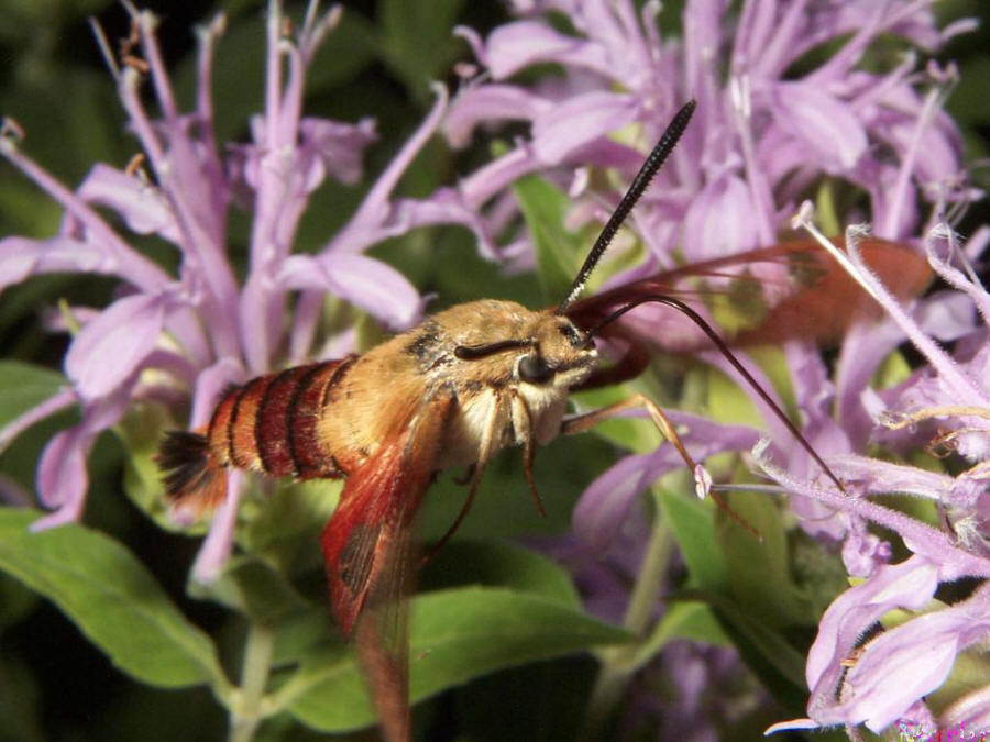 Hummingbird Clearwing Moth