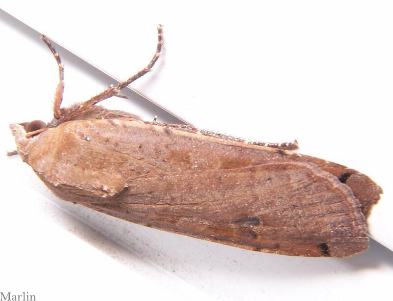 Large Yellow Underwing Moth