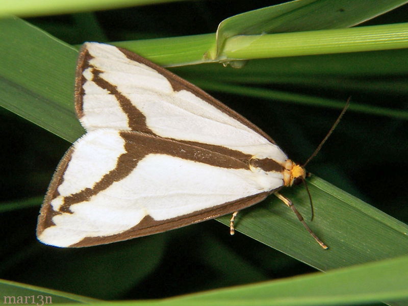 Leconte's Haploa Moth