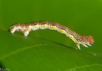 Linden looper caterpillar