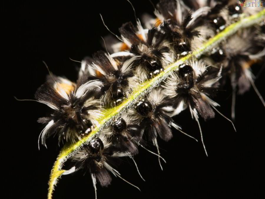 Milkweed Tussock Moth Caterpillars